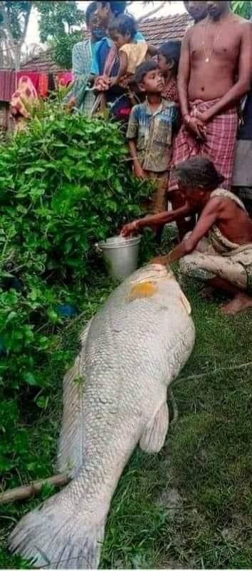 Damodar river fishermen catching big fish