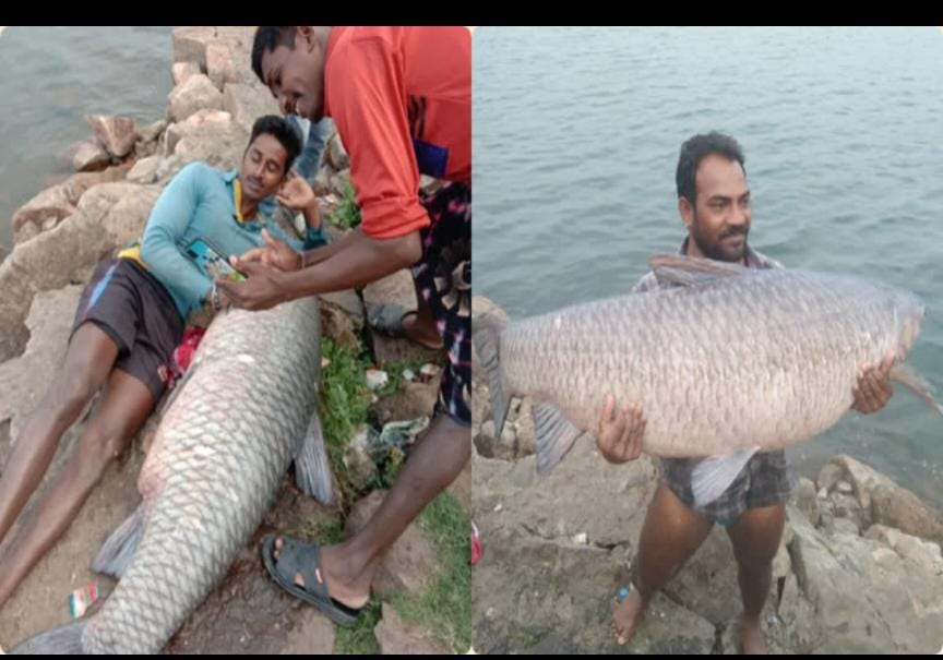 giant freshwater fish caught in river