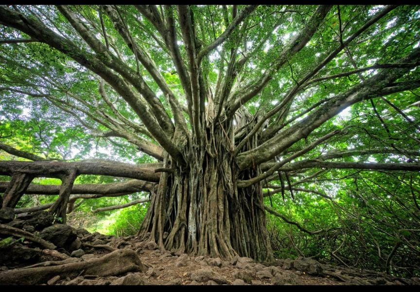 Udaynarayanpur haunted banyan tree ghost story Bengal